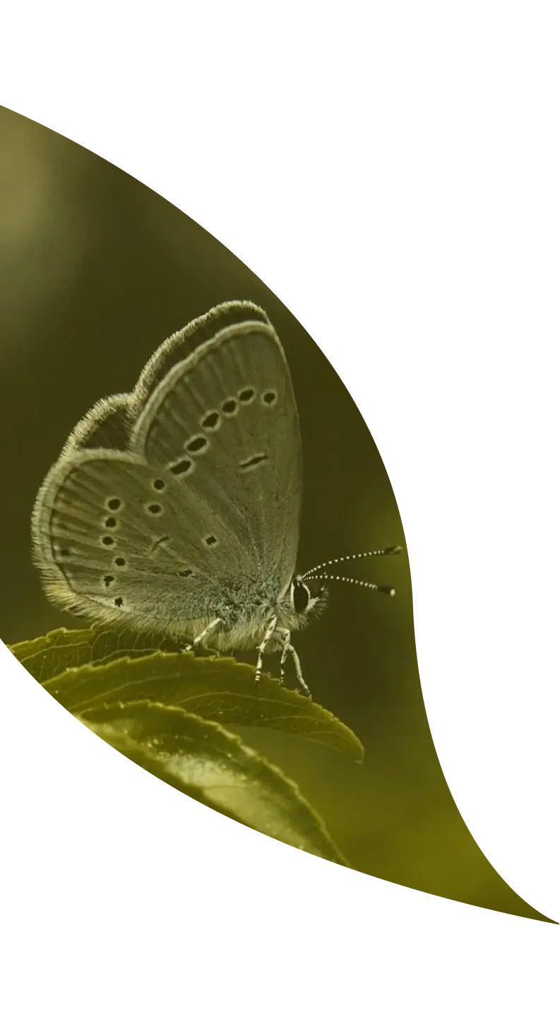 A butterfly with patterned wings rests on a leaf, viewed through a leaf-shaped cutout against a plain white background.