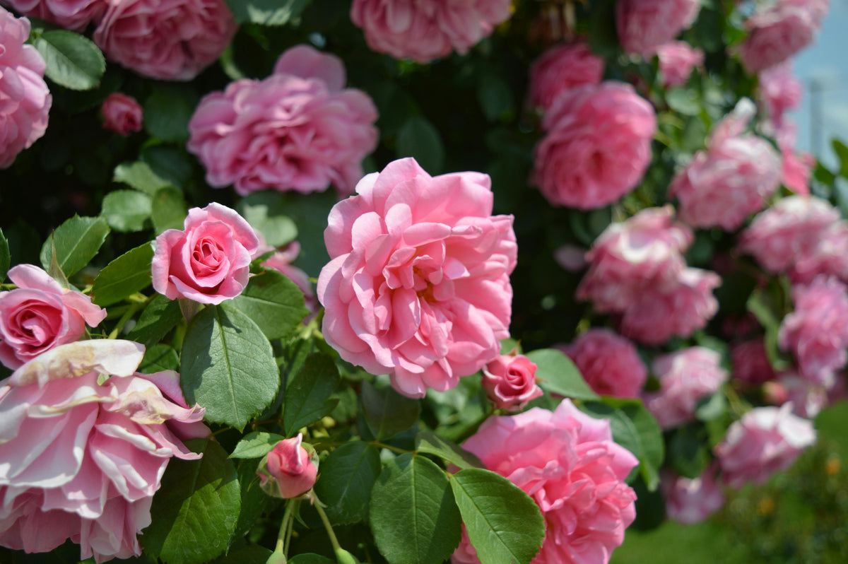 A cluster of vibrant pink roses in full bloom, surrounded by lush green leaves, with soft sunlight highlighting the delicate petals.