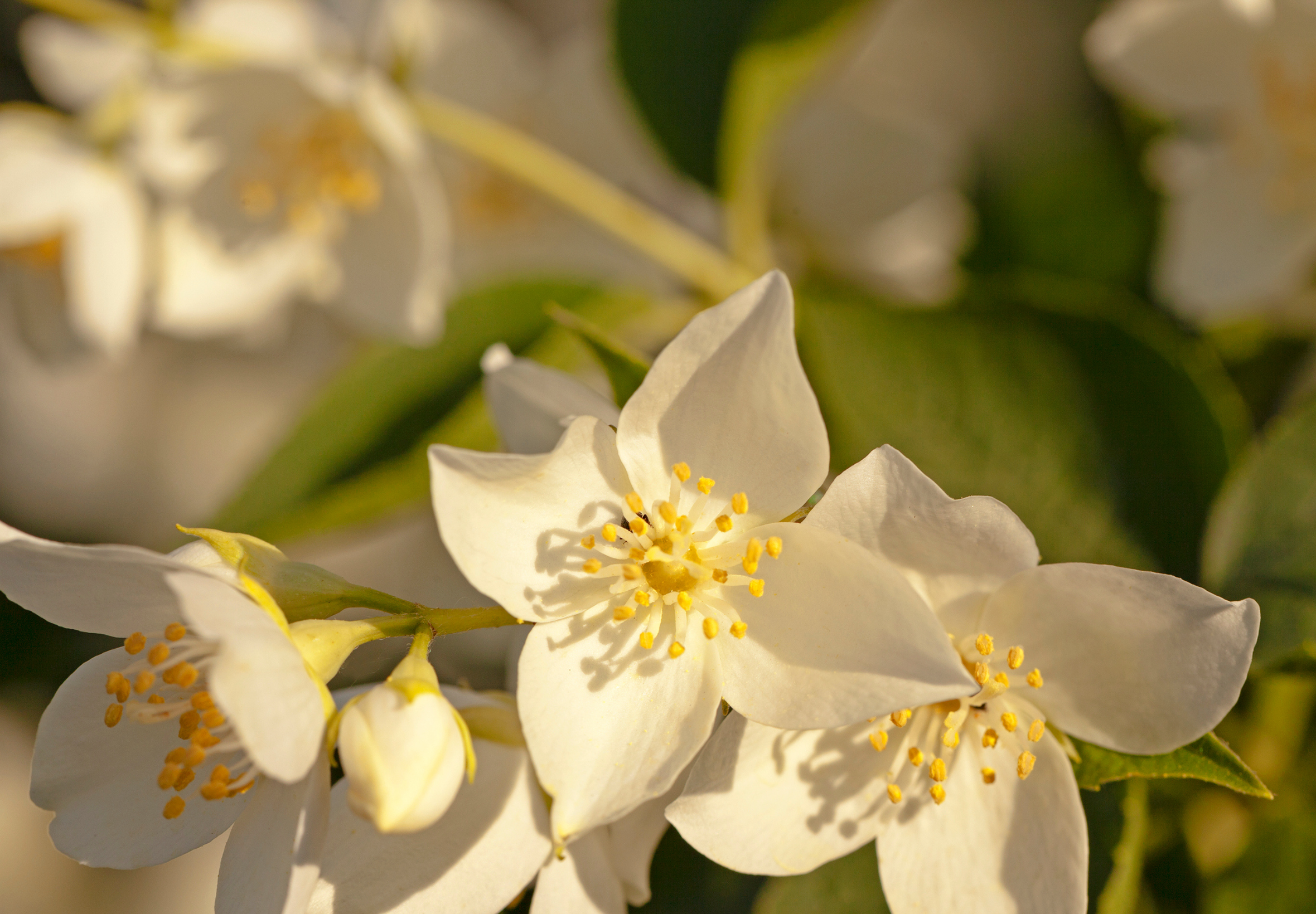 A 15 ml Curv Forest Dream smart refill fragrance bottle and its black and green packaging, featuring a leaf design and white text. The product is for home scent diffusers.