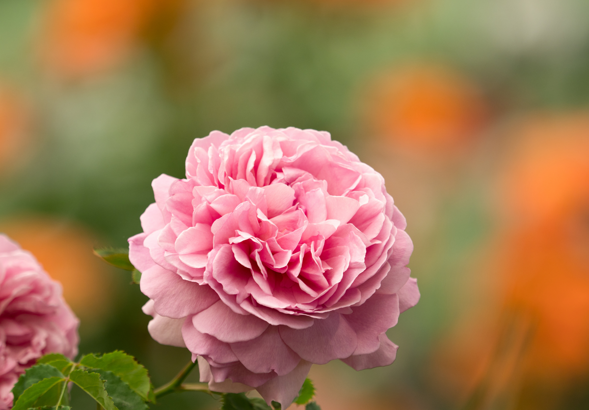 Close-up of a blooming pink rose with delicate, layered petals, set against a blurred background of green leaves and orange flowers.