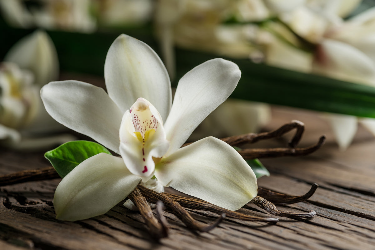 A white orchid flower rests on dried vanilla pods atop a rustic wooden surface, with blurred green leaves and more orchids in the background.