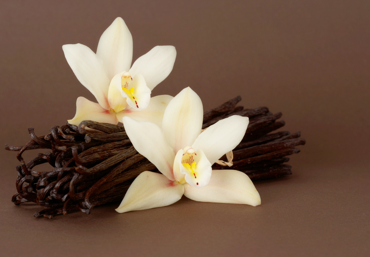 Two pale yellow vanilla orchid flowers rest on a pile of dried vanilla pods, set against a soft brown background.