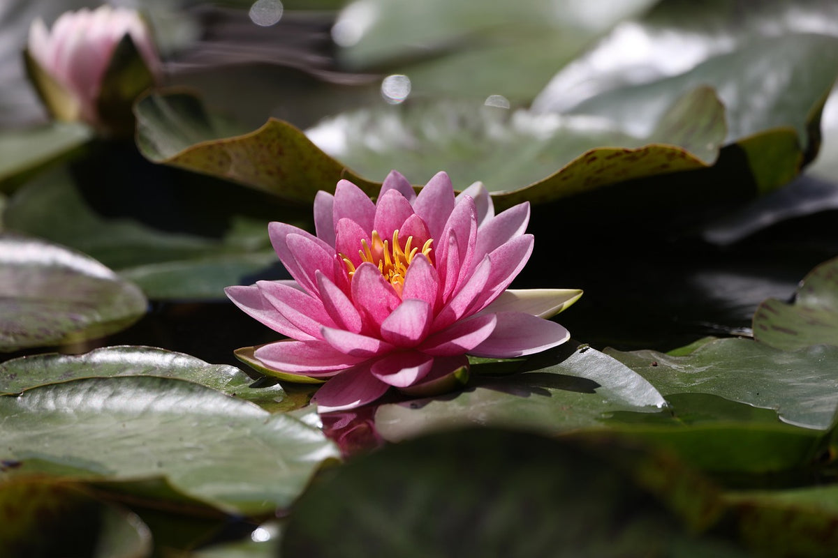 A pink water lily with yellow stamens blooms on the surface of a pond, surrounded by large green lily pads.
